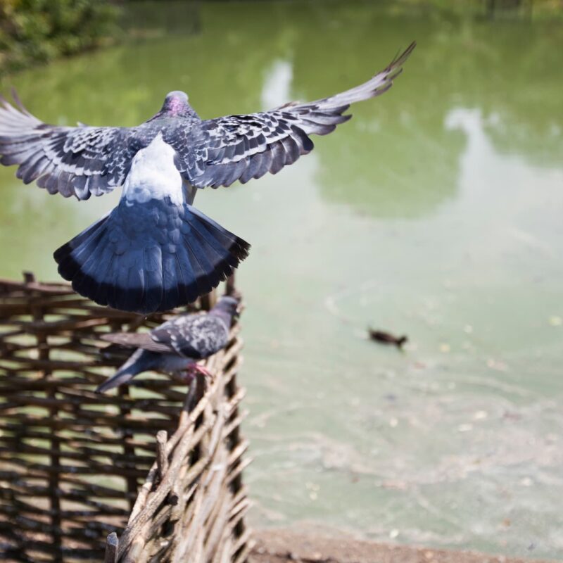 Noxi Experts : Entreprise de d&eacute;sinsectisation, d&eacute;ratisation et d&eacute;pigeonnisation dans le Bas-Rhin et le Haut-Rhin Strasbourg