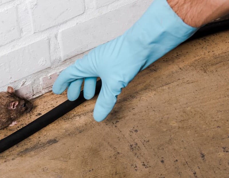 Photos page d’accueil S&eacute;lestat 4