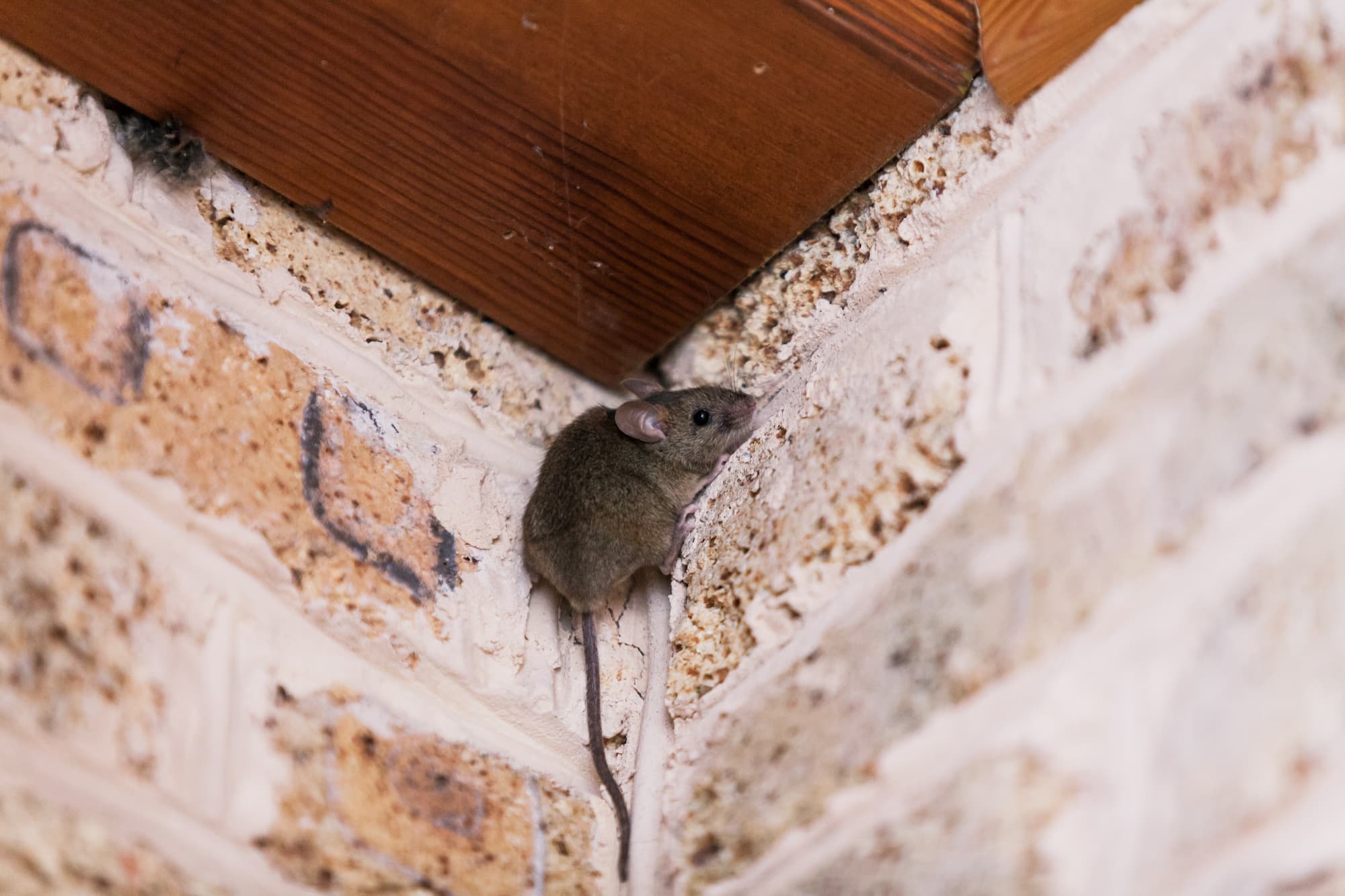 Entreprise de dératisation : Traitez les rats et les souris en Alsace dans le Bas-Rhin et le Haut-Rhin Illkirch-Graffenstaden 1