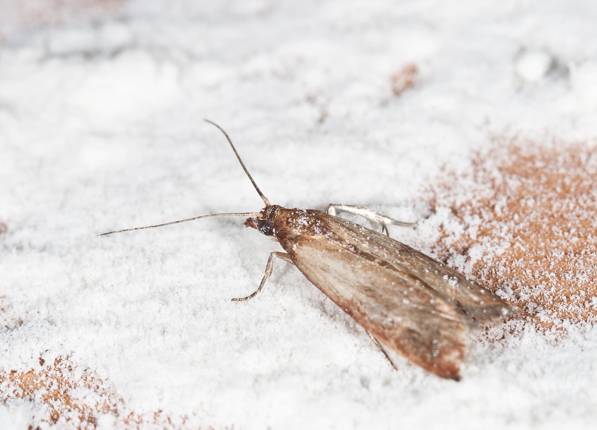 Entreprise de traitement contre les Mites en Alsace dans le Bas-Rhin et le Haut-Rhin Obernai 1