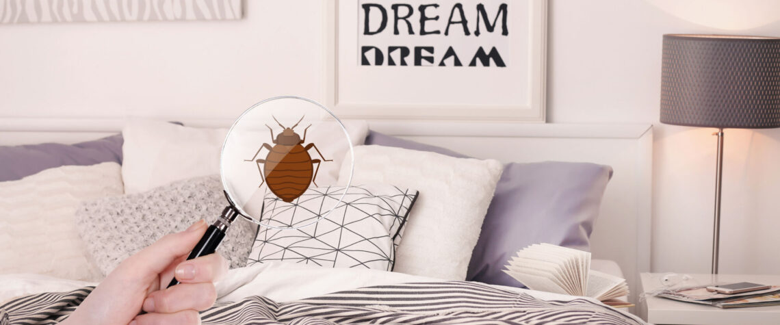 Noxi Experts : Entreprise de d&eacute;sinsectisation, d&eacute;ratisation et d&eacute;pigeonnisation dans le Bas-Rhin et le Haut-Rhin Strasbourg 0