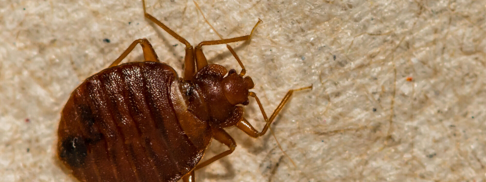 Entreprise de d&eacute;sinsectisation pour punaises de lit, blattes, moustiques et gu&ecirc;pes dans le Bas-Rhin et Haut-Rhin Erstein