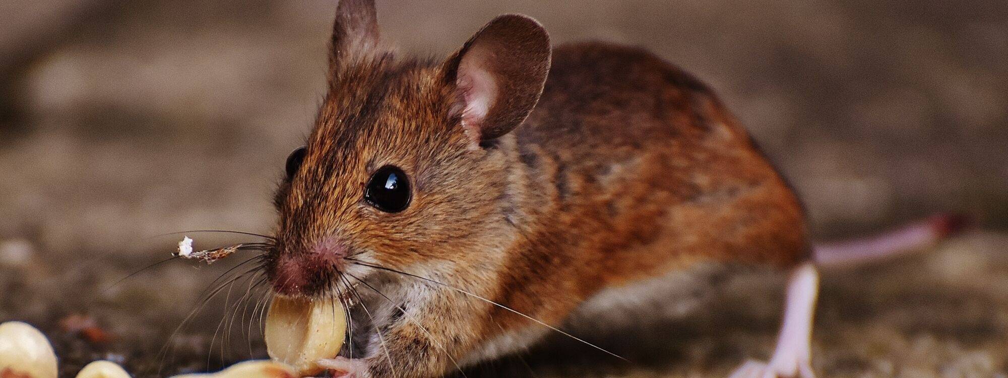 Entreprise de dératisation : Traitez les rats et les souris en Alsace dans le Bas-Rhin et le Haut-Rhin Saverne