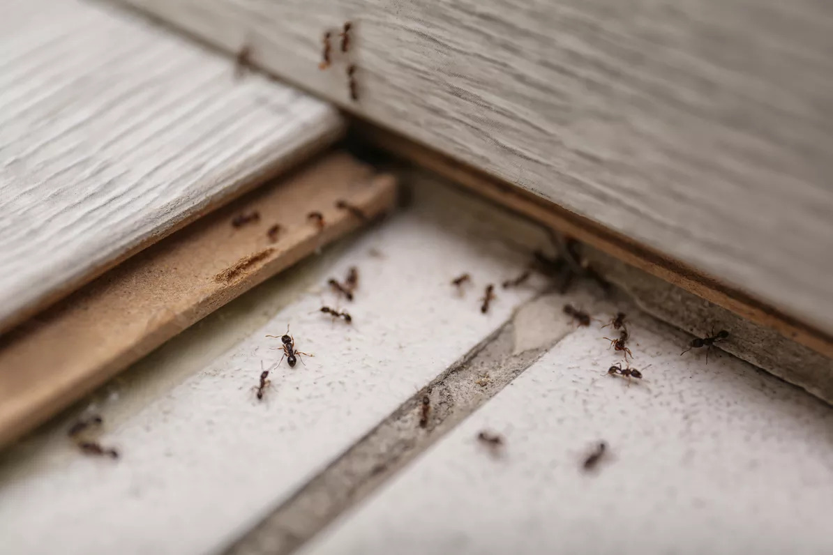 74680F9ED8A178BEEFC09CA2B31E9D7F7C53CD629468DE2287A27BEAE8E99837 | Noxi experts Entreprise de traitement contre les Fourmis en Alsace dans le Bas-Rhin et le Haut-Rhin Bischheim 1