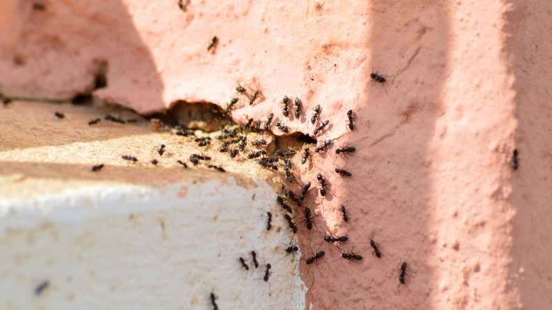 HEADER_MIEREN_800X450 | Noxi experts Entreprise de traitement contre les Fourmis en Alsace dans le Bas-Rhin et le Haut-Rhin Schiltigheim 3