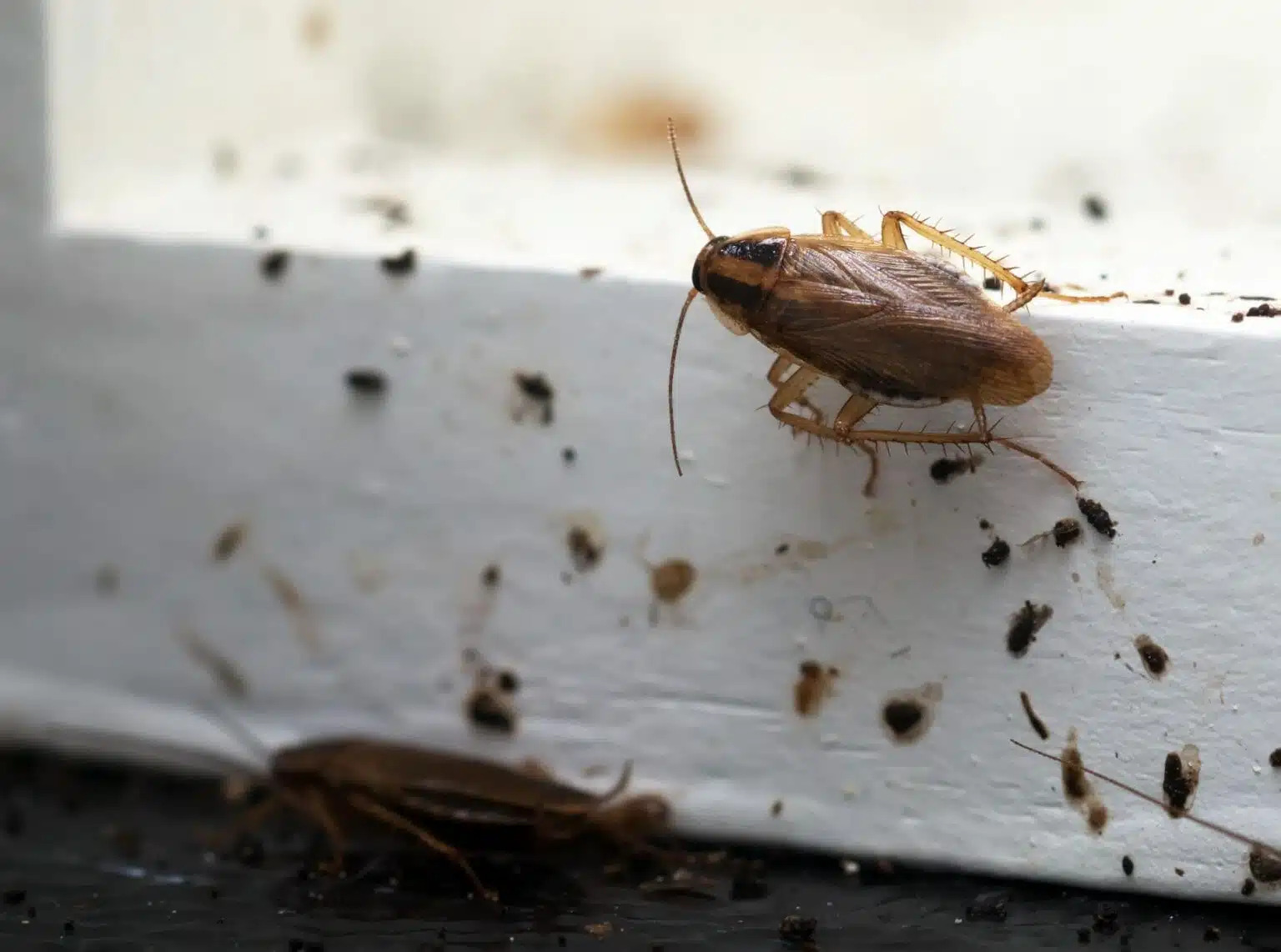 CAFARDS ET EXCREMENTS 1536X1142.JPEG | Noxi experts Entreprise de traitement contre les Blattes et Cafards en Alsace dans le Bas-Rhin et le Haut-Rhin Strasbourg 1