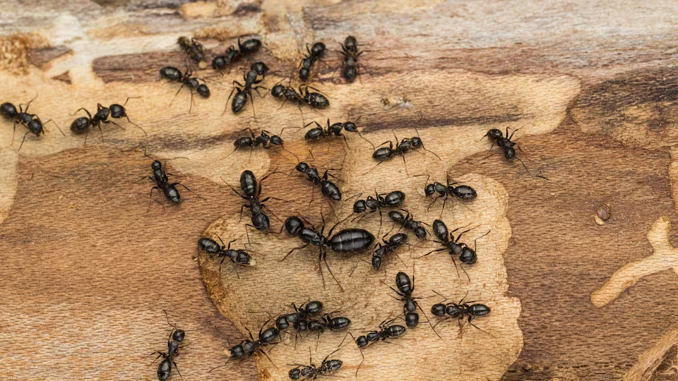 ECLR FOURMIS CHARPENTIERES | Noxi experts Entreprise de traitement contre les Fourmis en Alsace dans le Bas-Rhin et le Haut-Rhin Lingolsheim 2