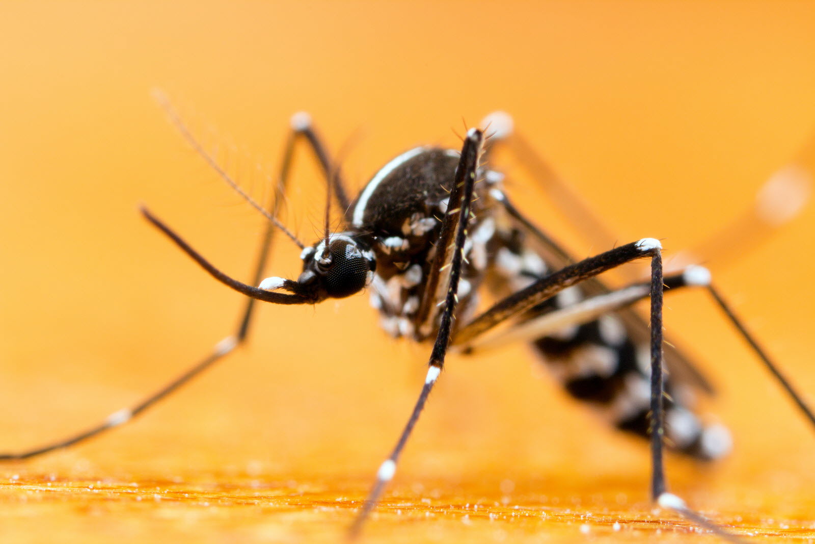 LE MOUSTIQUE TIGRE PEUT ETRE VECTEUR DE NOMBREUX VIRUS COMME CEUX DE LA DENGUE DU ZIKA OU DU CHIKUNGUNYA PHOTO ADOBE STOCK 1684314103 | Noxi experts Moustiques Strasbourg 3