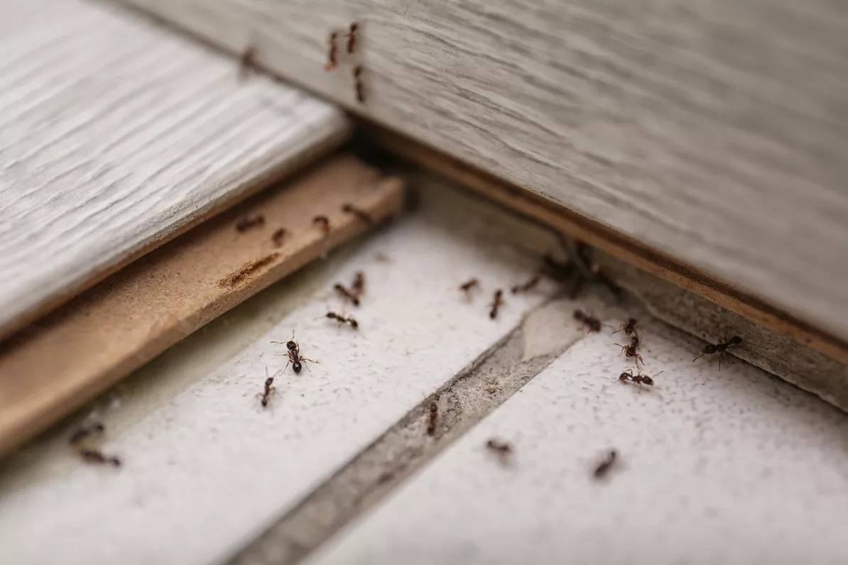 Entreprise de traitement contre les Fourmis en Alsace dans le Bas-Rhin et le Haut-Rhin Bischheim 1