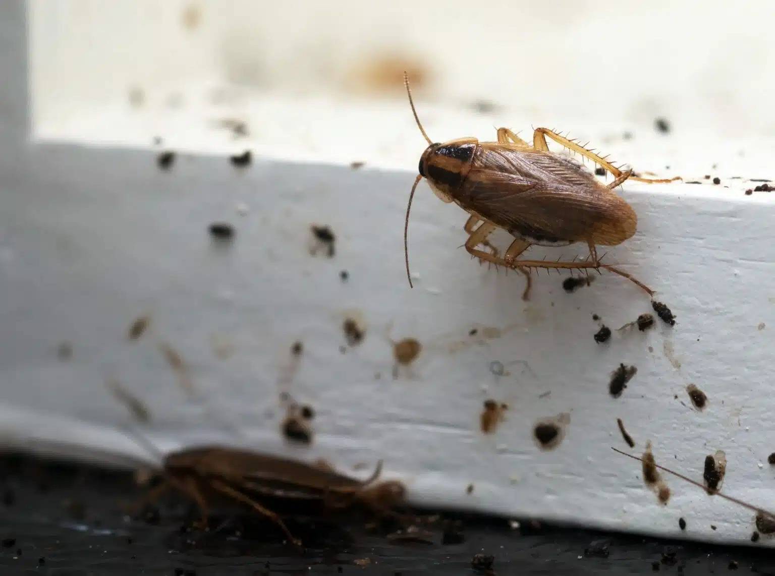 CAFARDS ET EXCREMENTS 1536X1142.JPEG | Noxi experts Entreprise de traitement contre les Blattes et Cafards en Alsace dans le Bas-Rhin et le Haut-Rhin Strasbourg 1