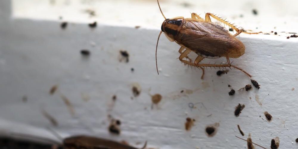 En finir avec les Cafards : La Stratégie Ultime de Désinsectisation pour un Environnement Sain Strasbourg 0