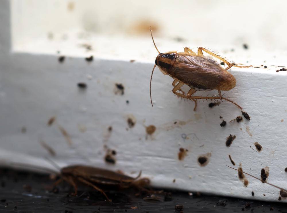 En finir avec les Cafards : La Stratégie Ultime de Désinsectisation pour un Environnement Sain Strasbourg